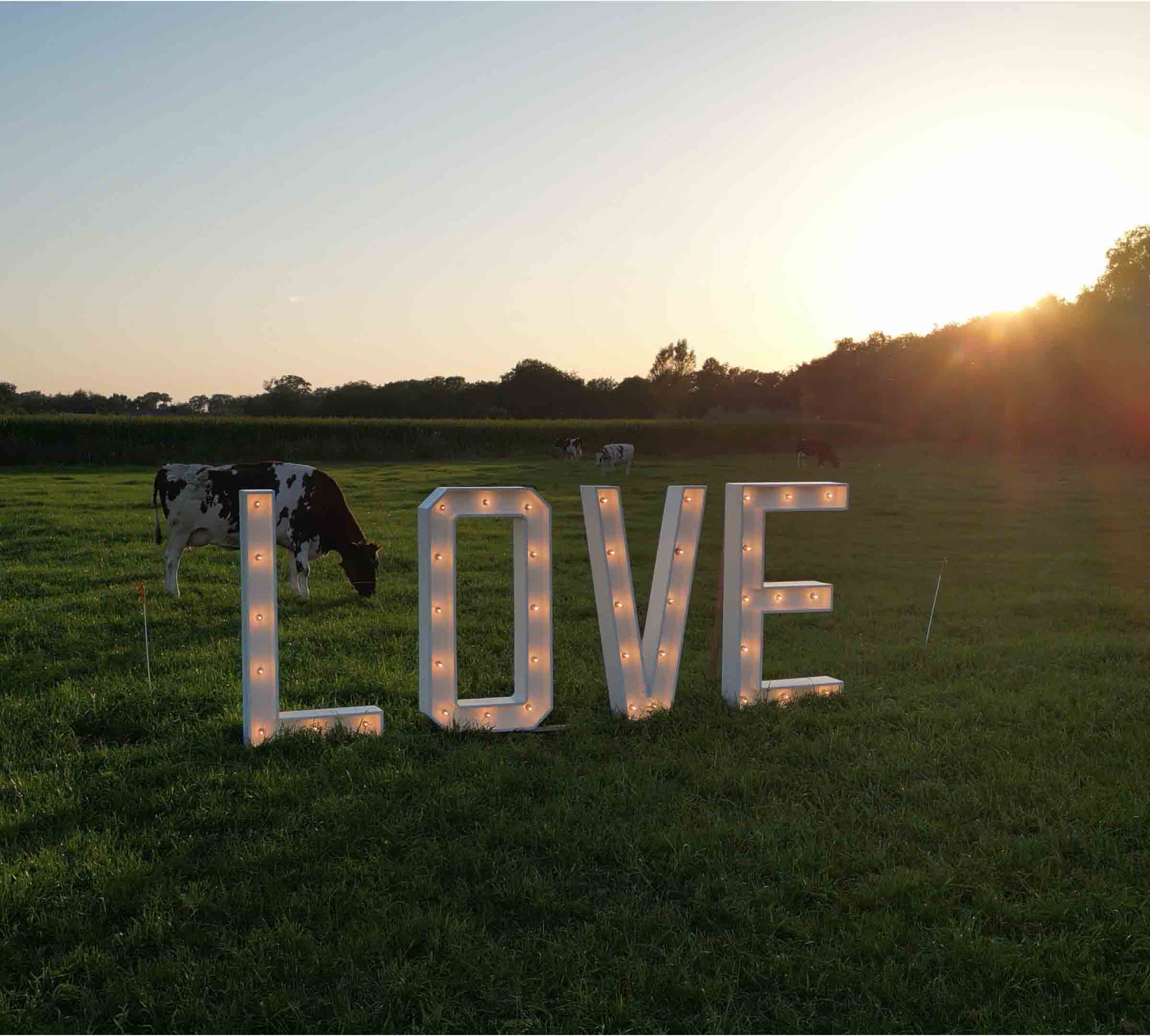 Verlichte LOVE-letters in een weiland bij zonsondergang, met koeien op de achtergrond.